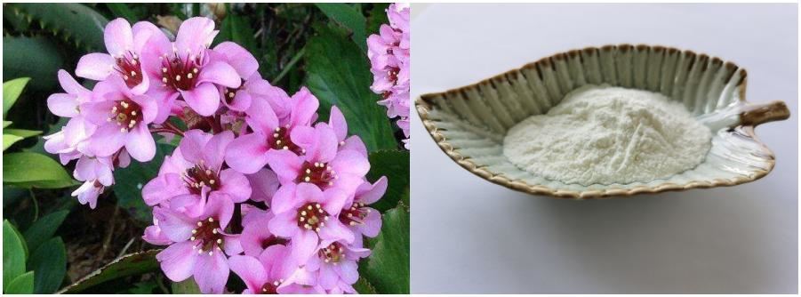 Bergenia purpurascens Extract, Bergenin