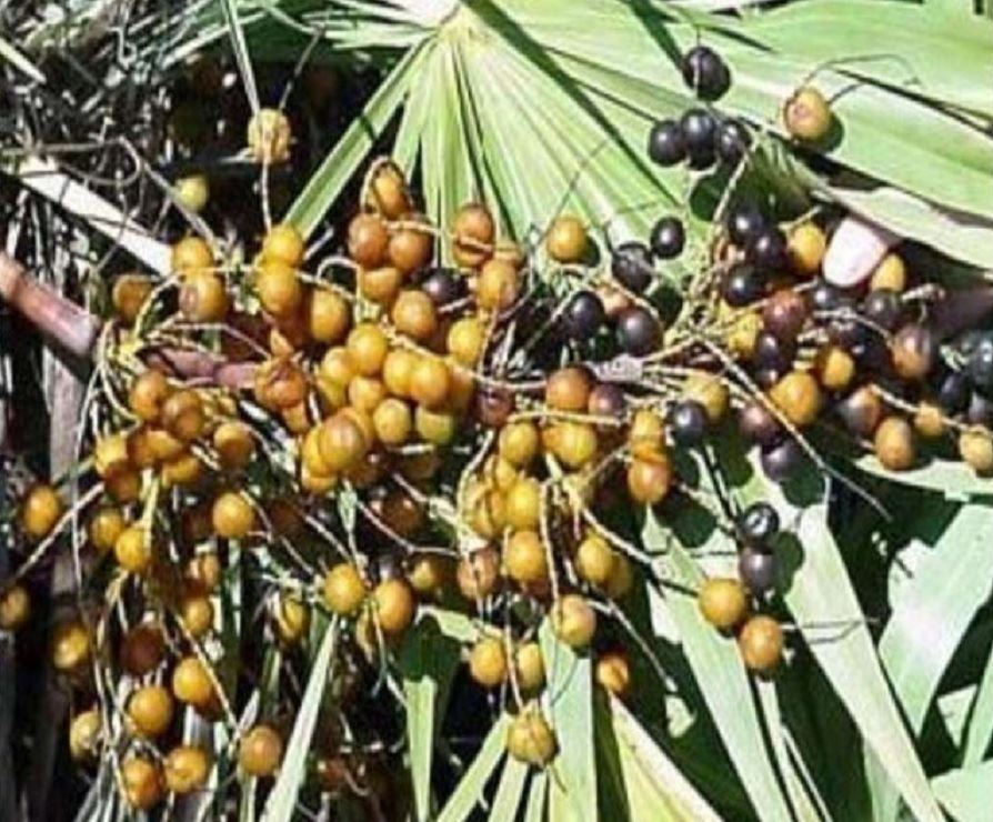 saw palmetto extract powder