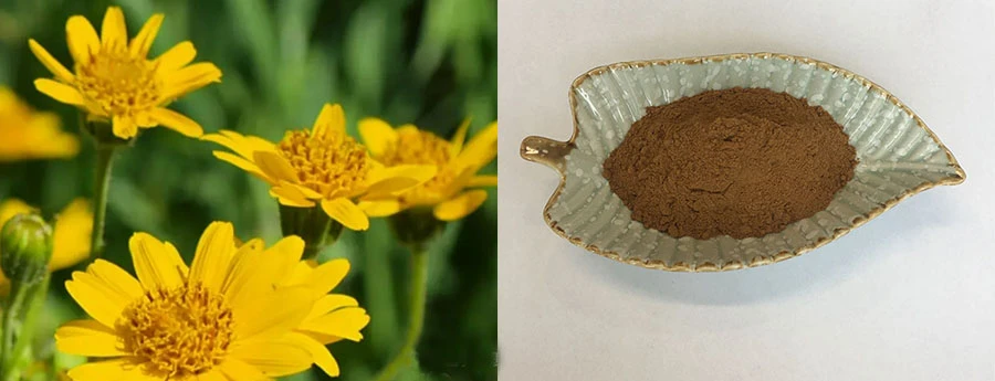 Arnica Montana Extract Arnica Montana Extract