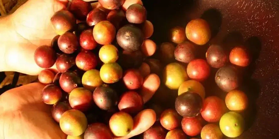Camu Camu Extract Powder suppliers