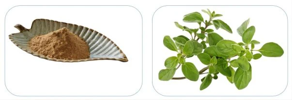 Oregano Extract