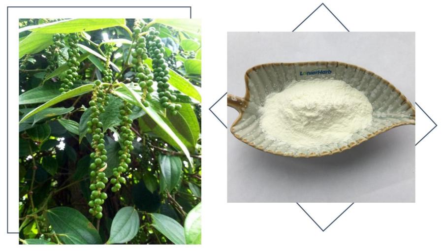 Black Pepper Extract Suppliers,Piperine