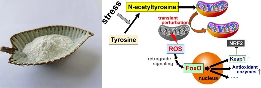 N-Acetyl-L-tyrosine NALT