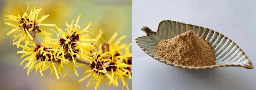 high quality Witch Hazel Extract Powder