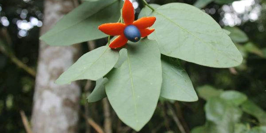 Wholesale Erythropalum Scandens Extract Wholesale Erythropalum Scandens Extract