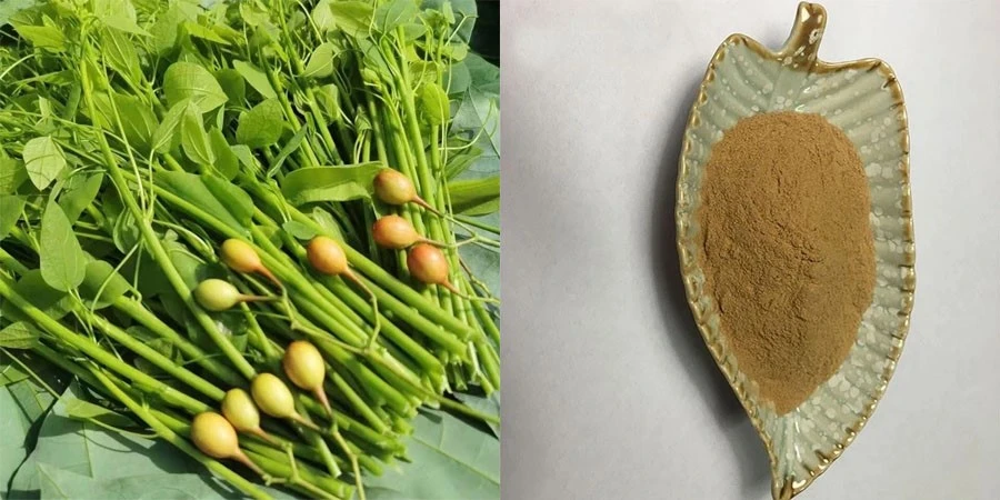 Bulk Erythropalum Scandens Extract Bulk Erythropalum Scandens Extract