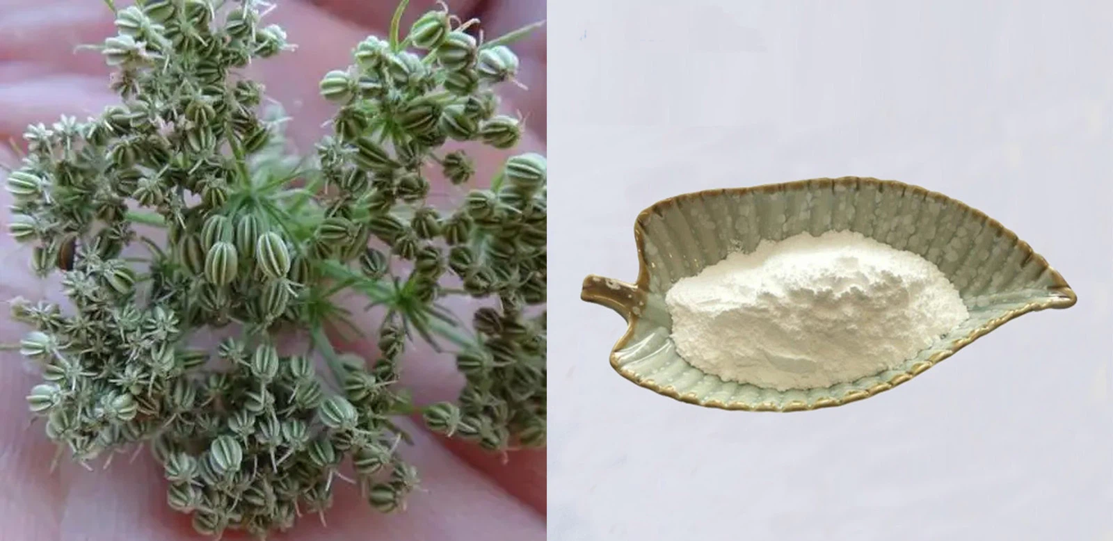 Cnidium Monnieri Extract Cnidium Monnieri Extract