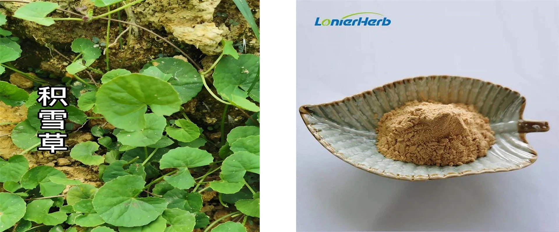 Centella Asiatica Powder Centella Asiatica Powder