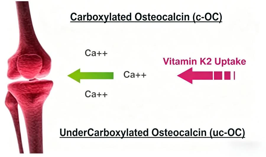 Vitamin K2 MK7 Vitamin K2 MK7